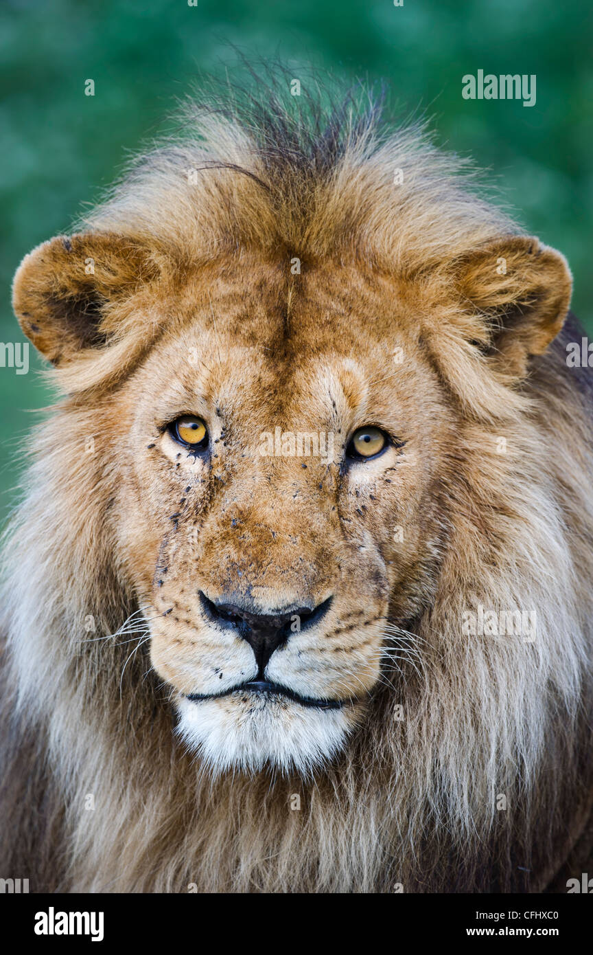 Maschio di leone africano presso la grande palude, Ndutu, Ngorongoro, Tanzania Foto Stock