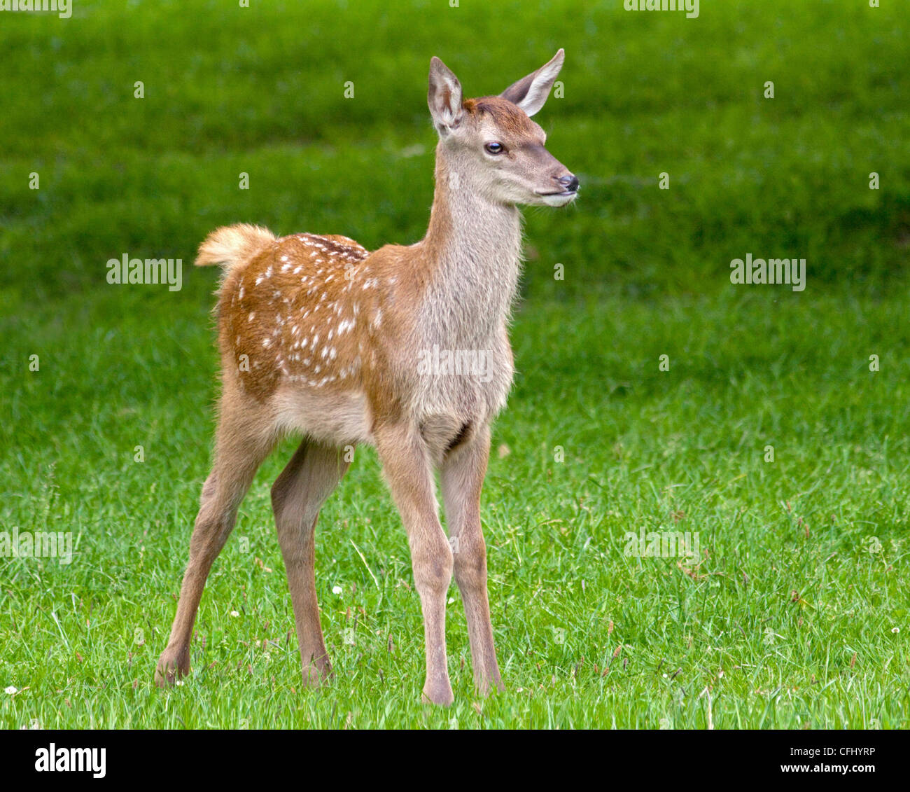 Red Deer Fawn (cervus elaphus) Foto Stock