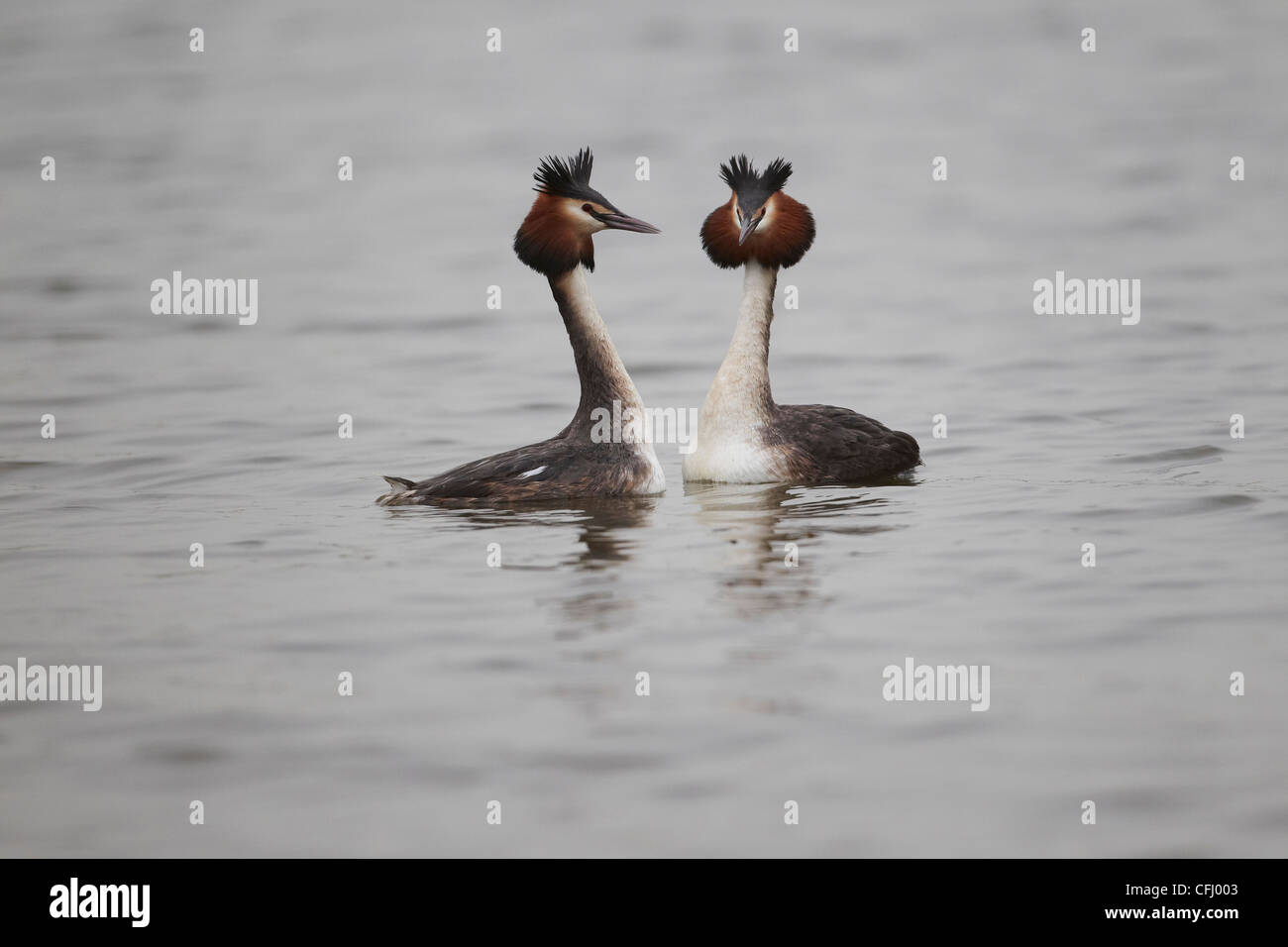 Svasso maggiore, Podiceps cristatus eseguendo la loro testa a testa di corteggiamento, East Yorkshire, Regno Unito Foto Stock