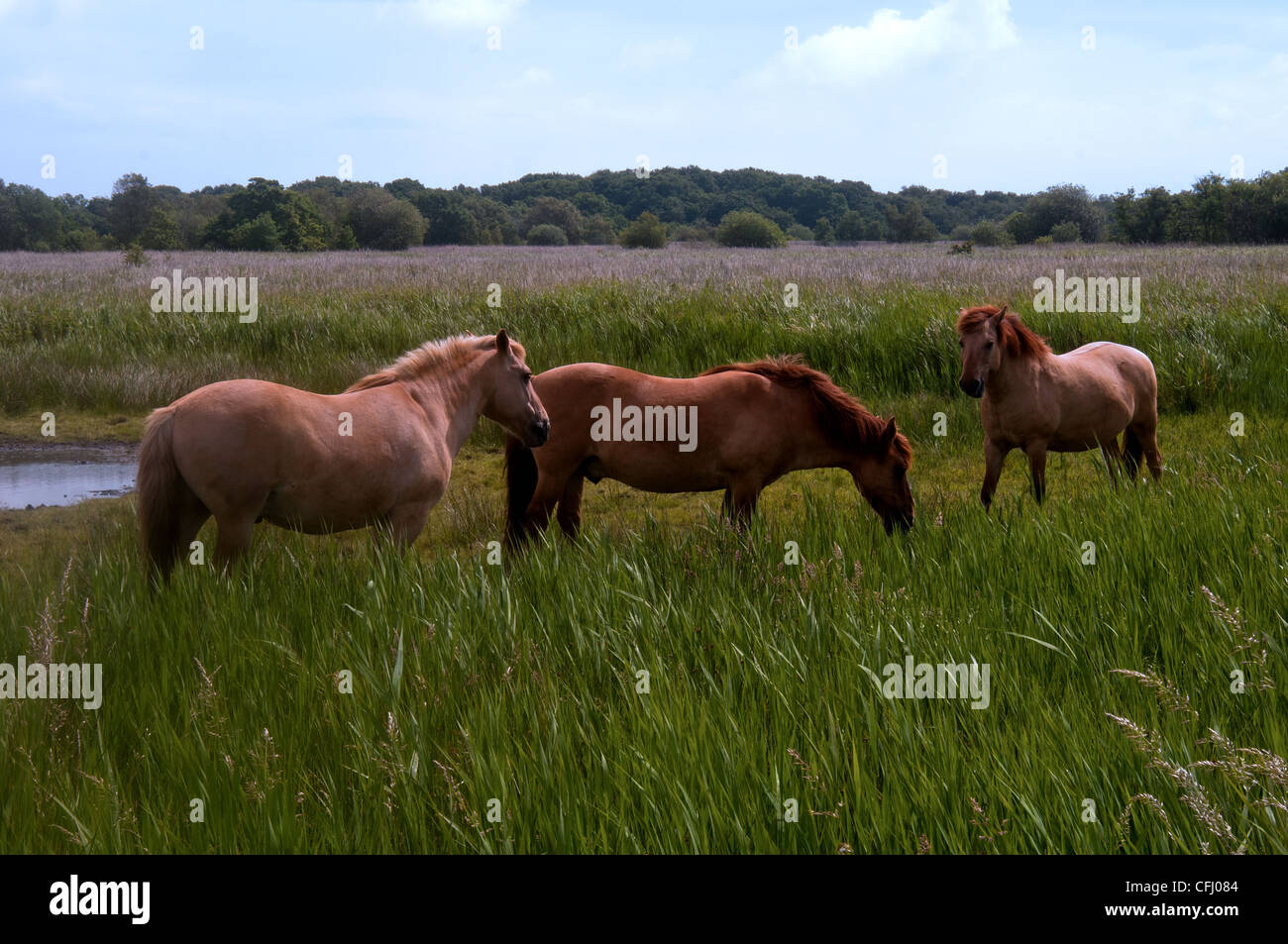Norfolk Broads hickling broad konik pony Foto Stock
