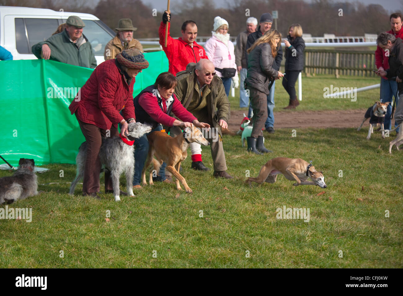 Whippet e lurchers circa di gara Foto Stock