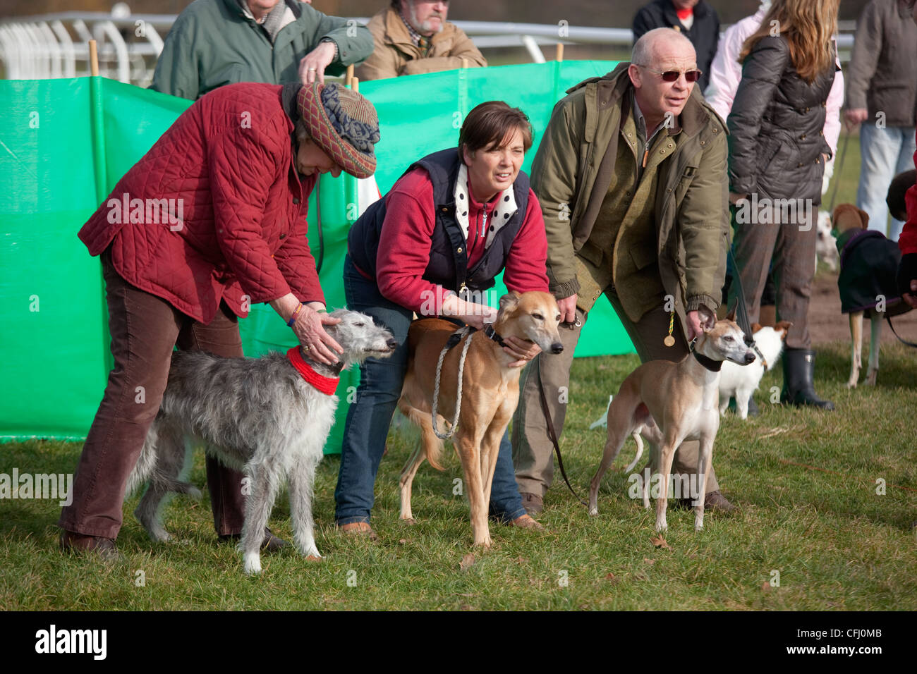 Whippet e lurchers circa di gara Foto Stock