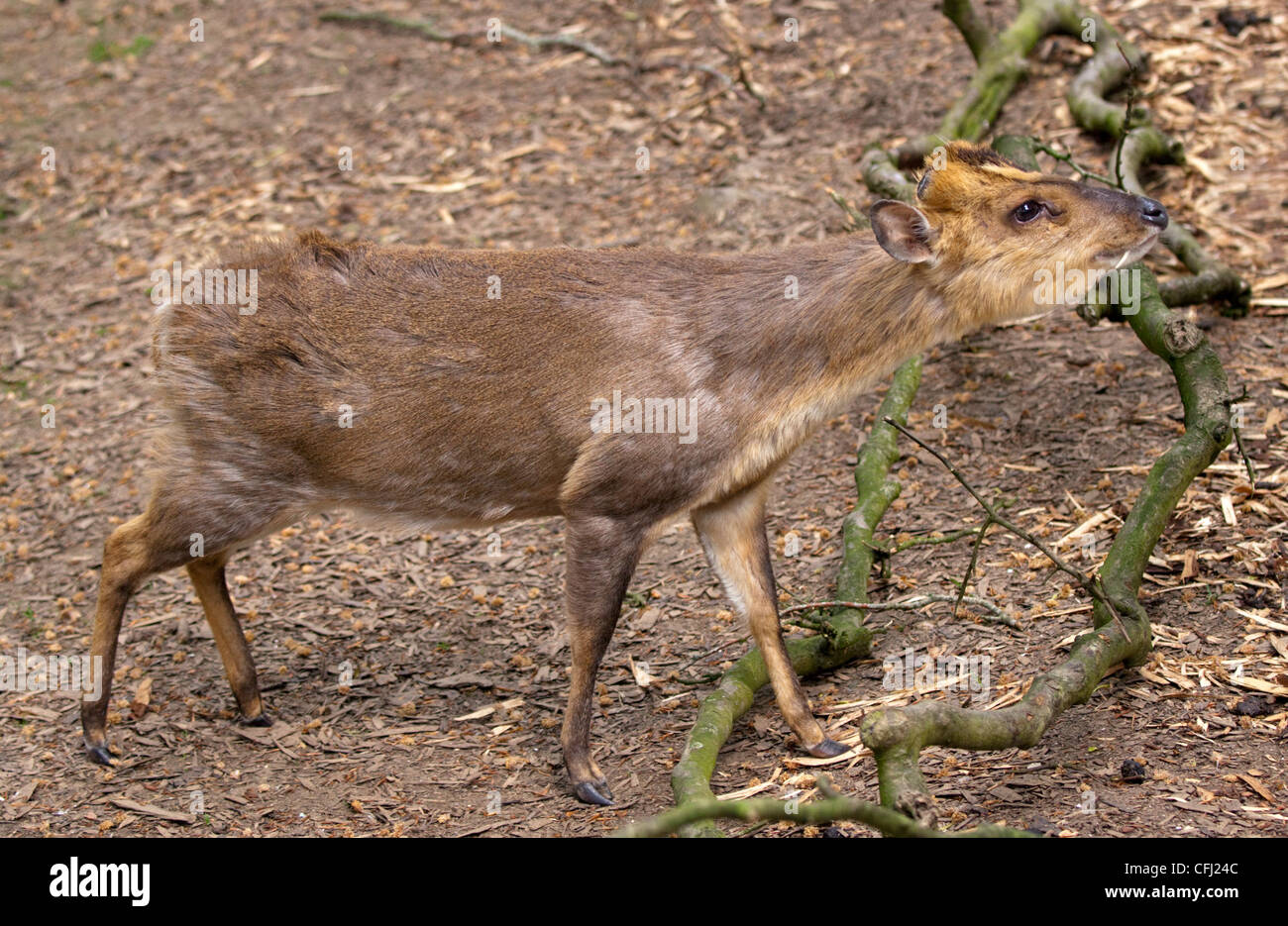 Reeve's Muntjac Deer (muntiacus reevesi) Foto Stock