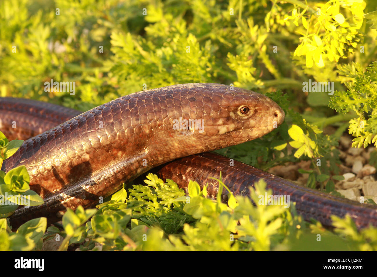 Scheltopusik o Unione Legless Lizard (Ophisaurus apodus) fotografato in Israele nel febbraio Foto Stock