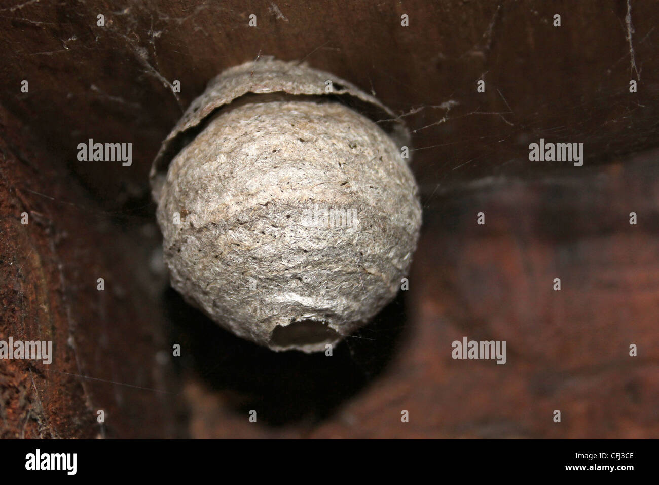 Potters Wasp Nest Foto Stock