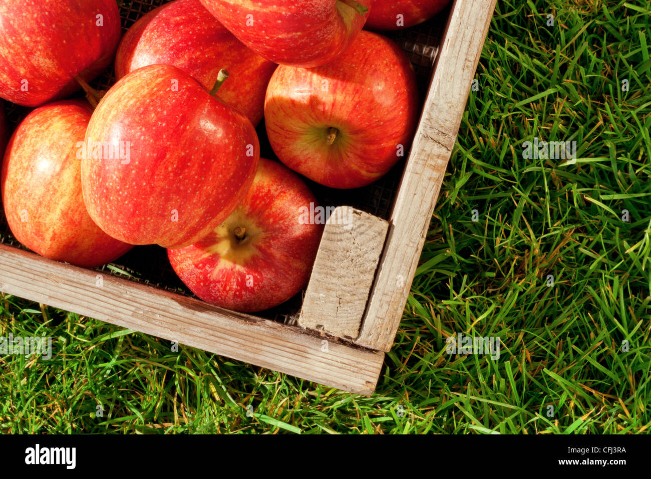 Still Life foto di appena raccolto le mele rosse in una cassa di legno sull'erba. Foto Stock