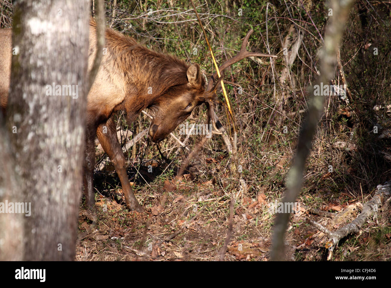 Elk stag corteccia di stripping come è il lavaggio le sue corna contro l alberello nel bosco in Carolina del Nord e Stati Uniti d'America Foto Stock