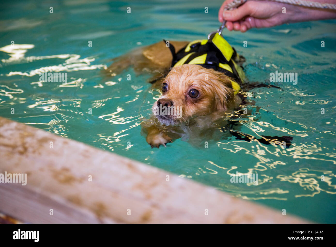 Nuoto del cane Foto Stock