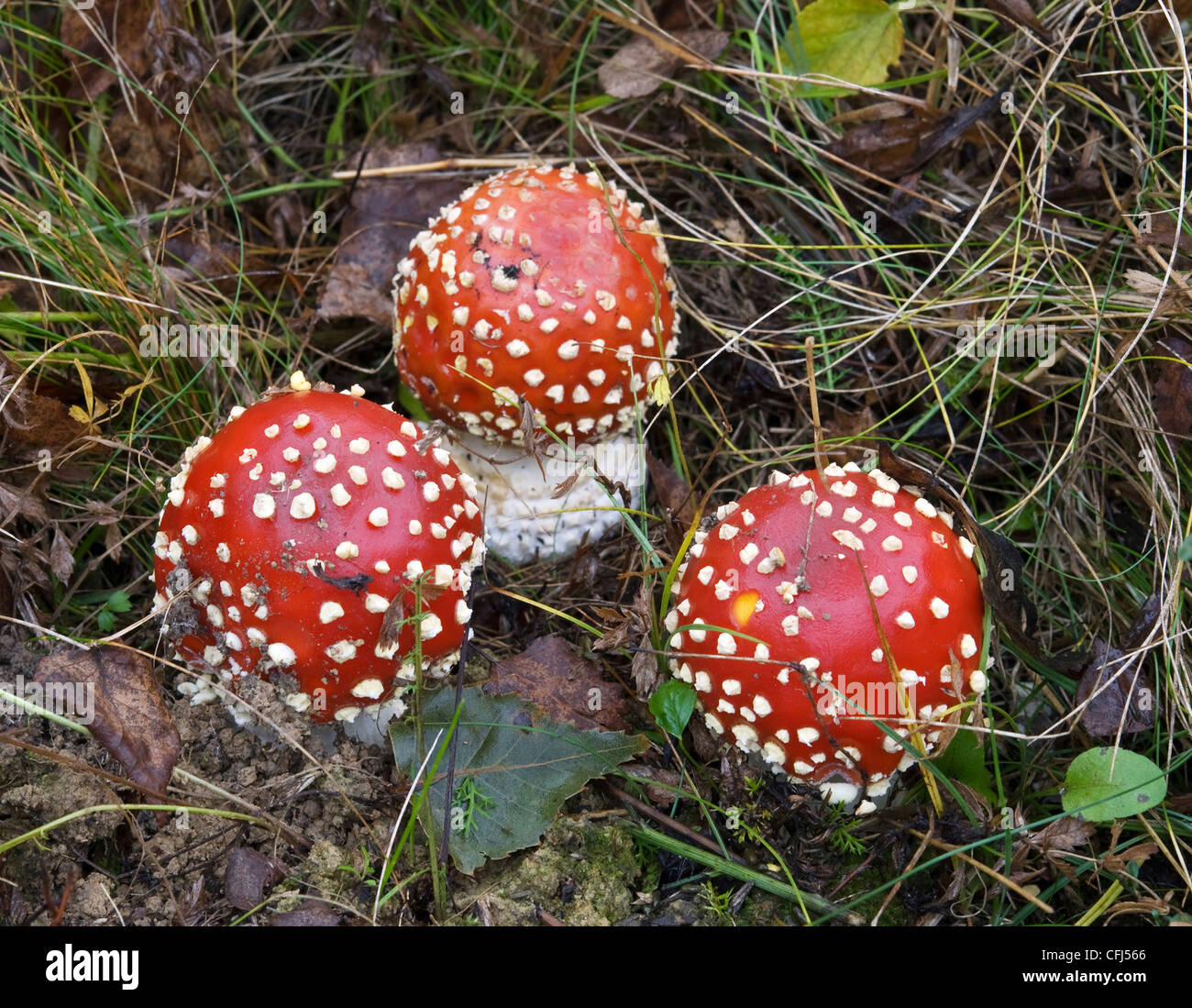 Tre i funghi tossici sono in un'erba Foto Stock