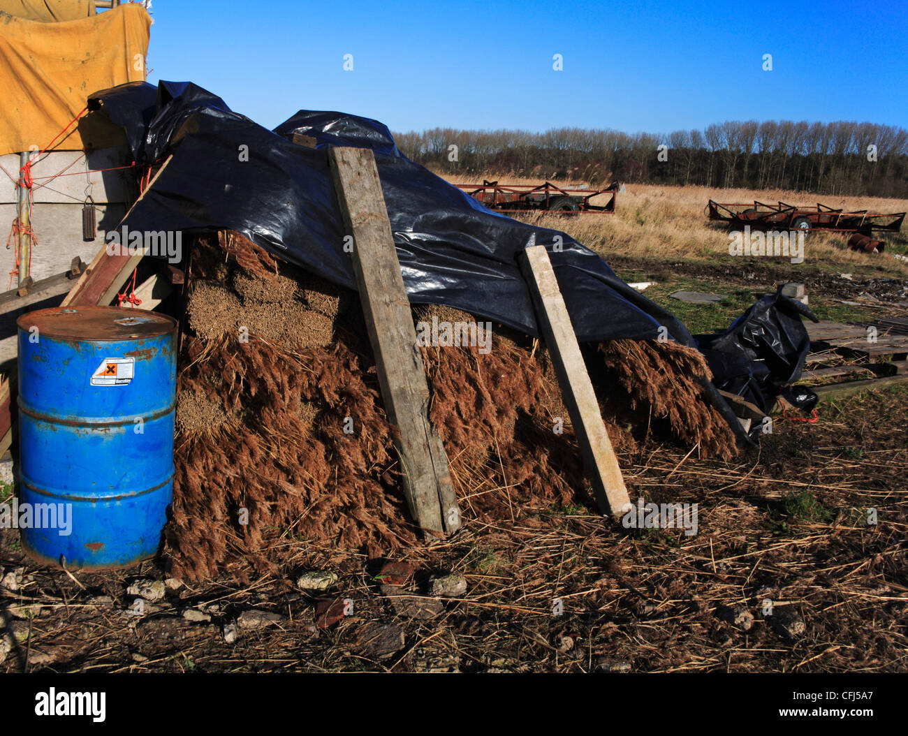 Una coperta di pelo reed raccolte dal fiume Waveney vicino Haddiscoe, Norfolk, Inghilterra, Regno Unito. Foto Stock