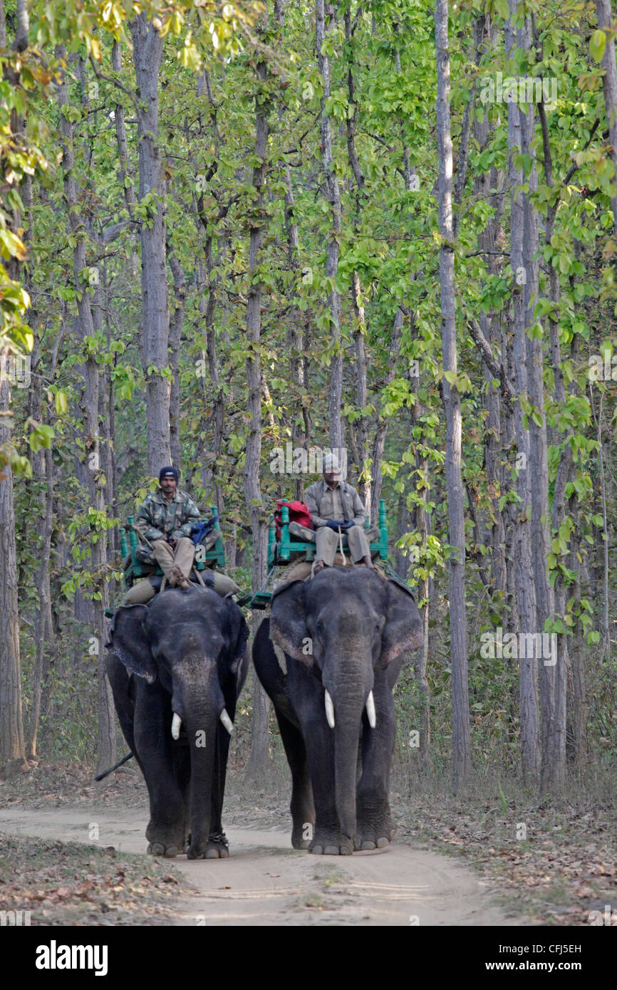Due elefanti indiani con mahoots Foto Stock