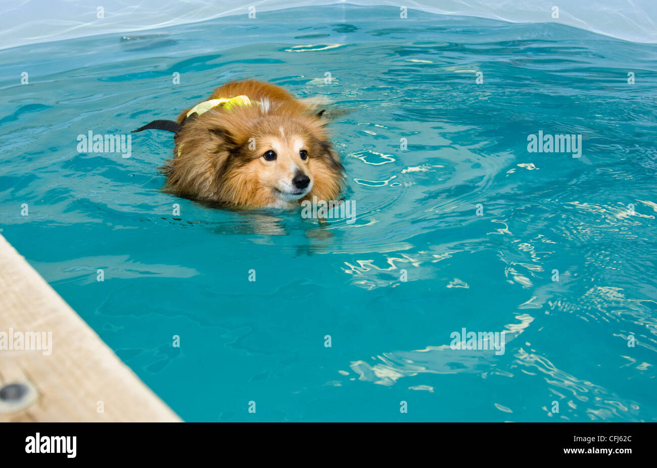 Shetland Sheepdog nuoto Foto Stock