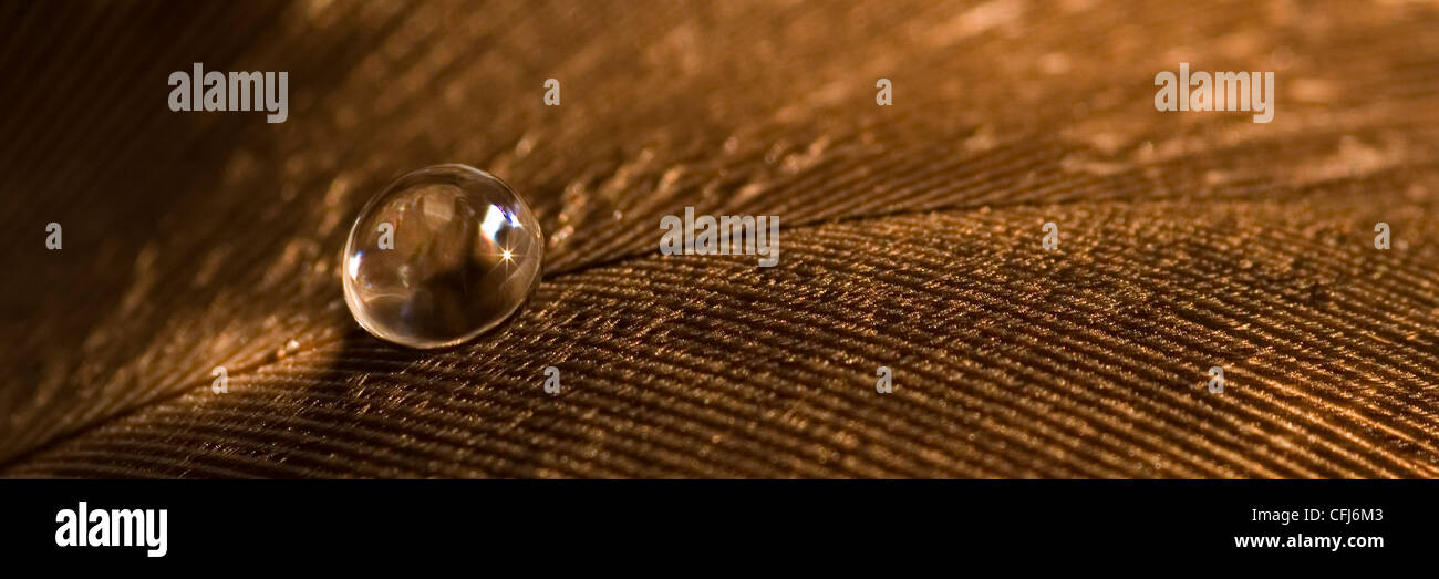 Close up Macro studio di una piuma con una singola gocciolina di acqua. Foto Stock