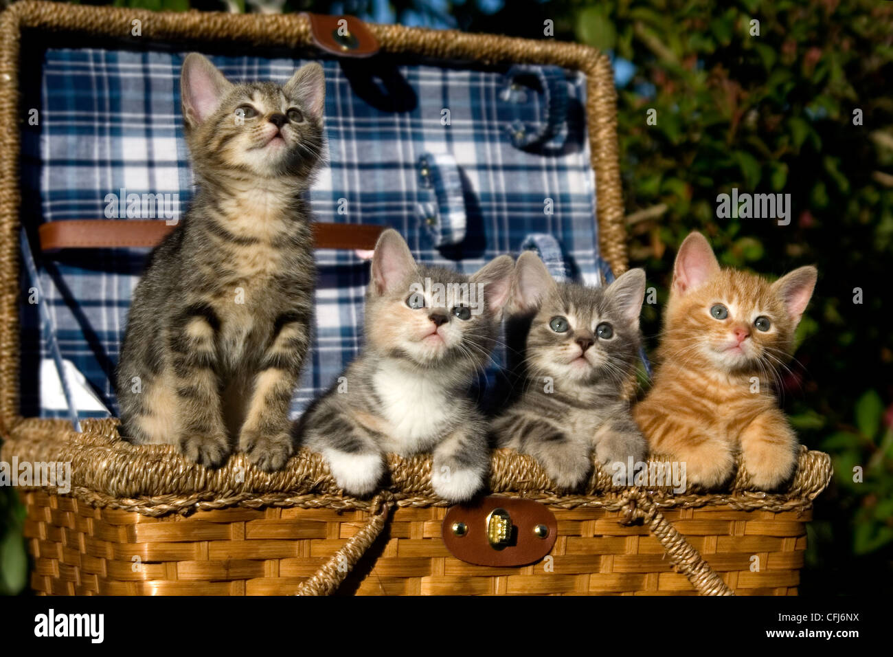 Una cucciolata di quattro gattini in un cesto da picnic. Foto Stock