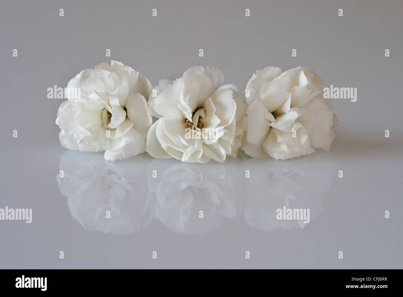 Tre Garofani bianchi ( Dianthus caryophyllus )su una superficie riflettente. Foto Stock