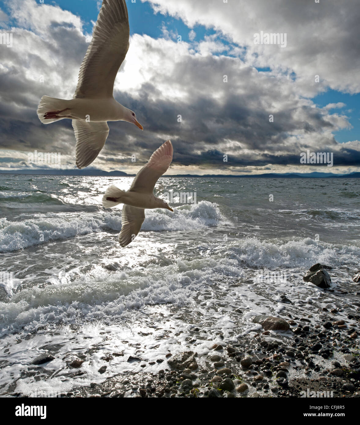 Spiaggia tempestosa con due gabbiani Foto Stock
