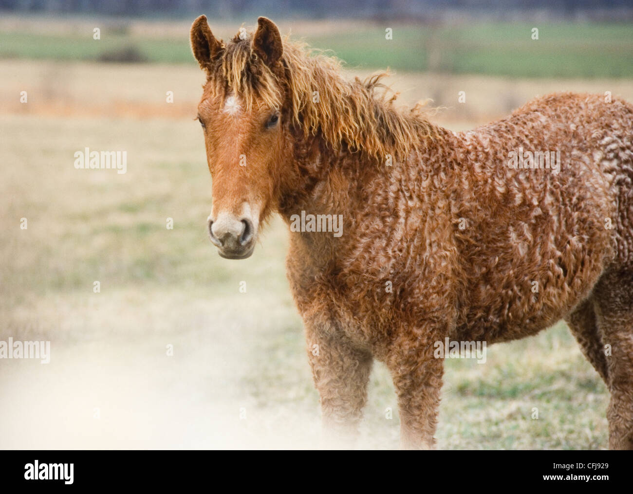 Bashkir Curly horse puledra Foto Stock