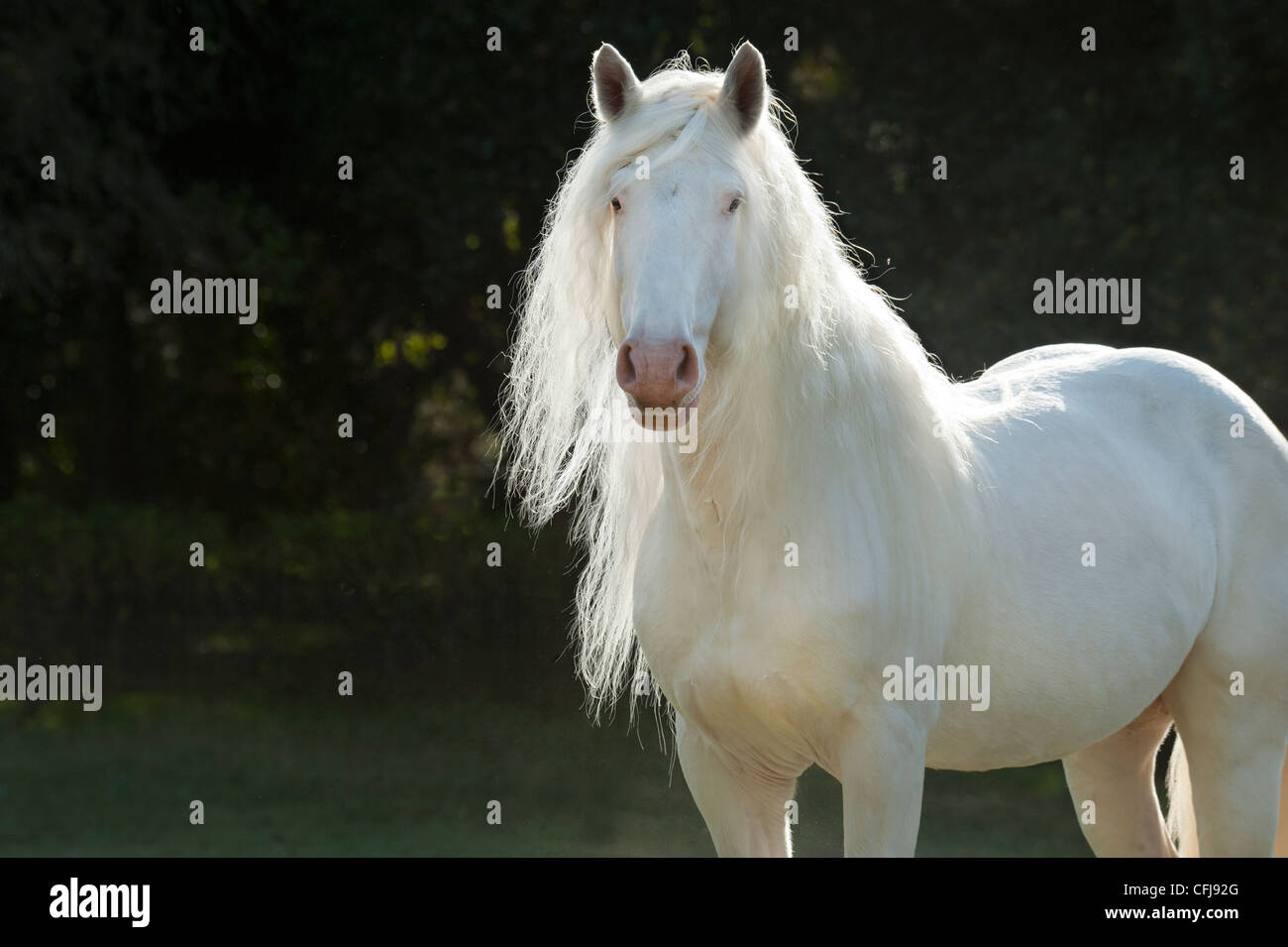 Americano bianco progetto cavallo stallone Foto Stock