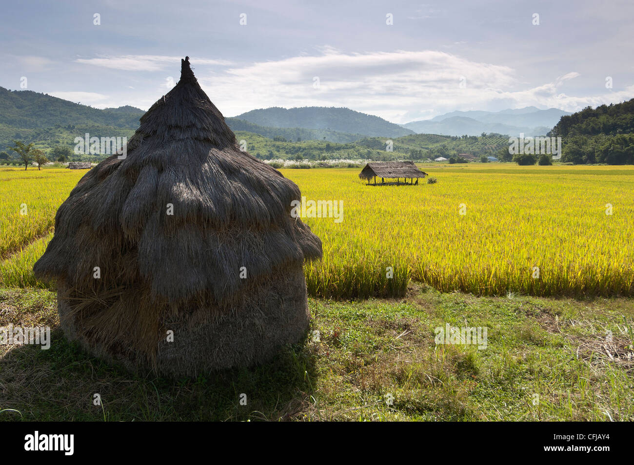 Elk208-4593 Thailandia, Thaton, riso paddi paesaggio Foto Stock