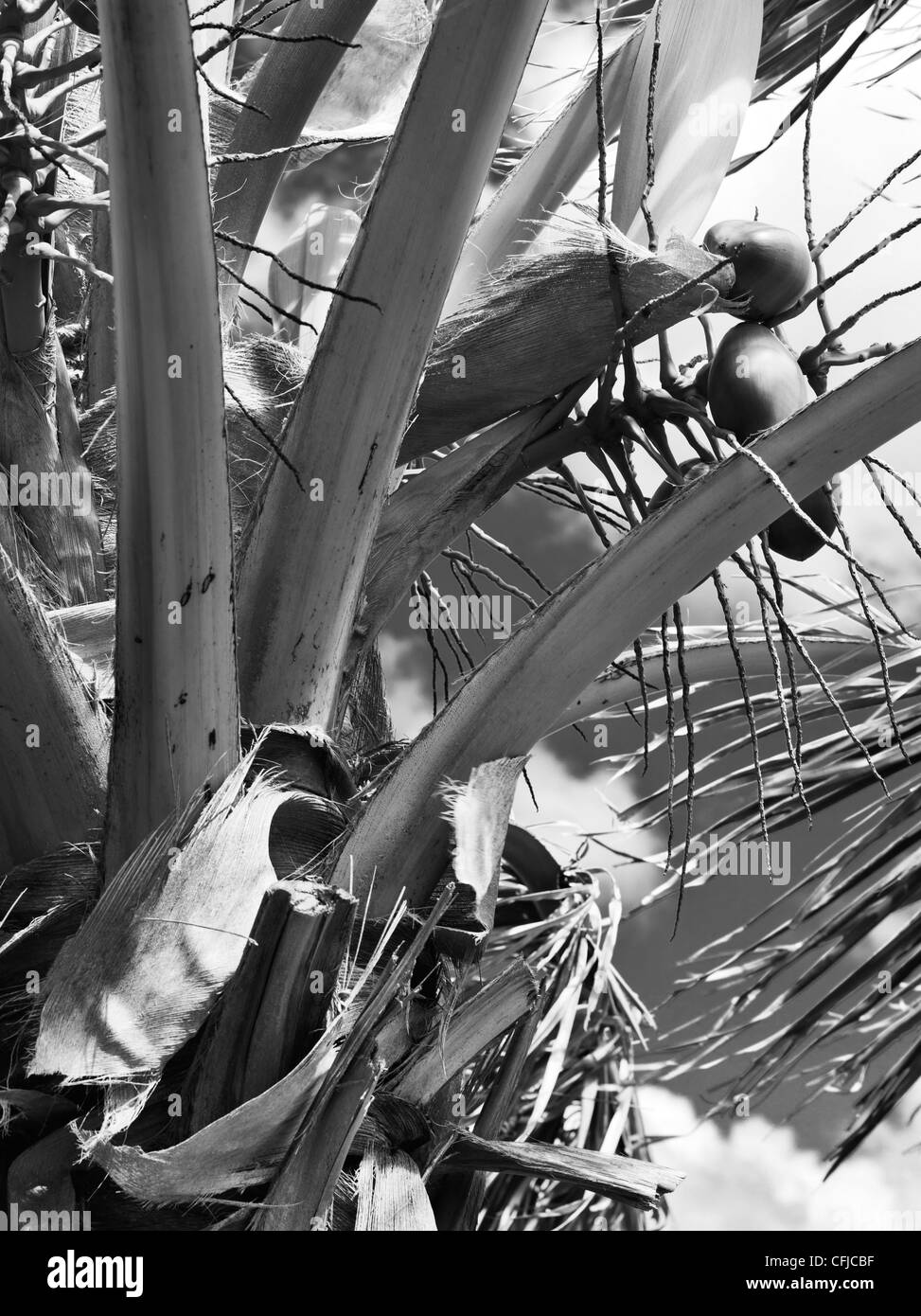 Vista ravvicinata di una noce di cocco Palm tree, San Giovanni, Isole Vergini americane; in bianco e nero Foto Stock