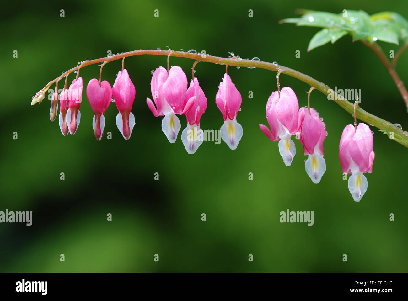 Cuore di spurgo in fioritura, vicino. Foto Stock