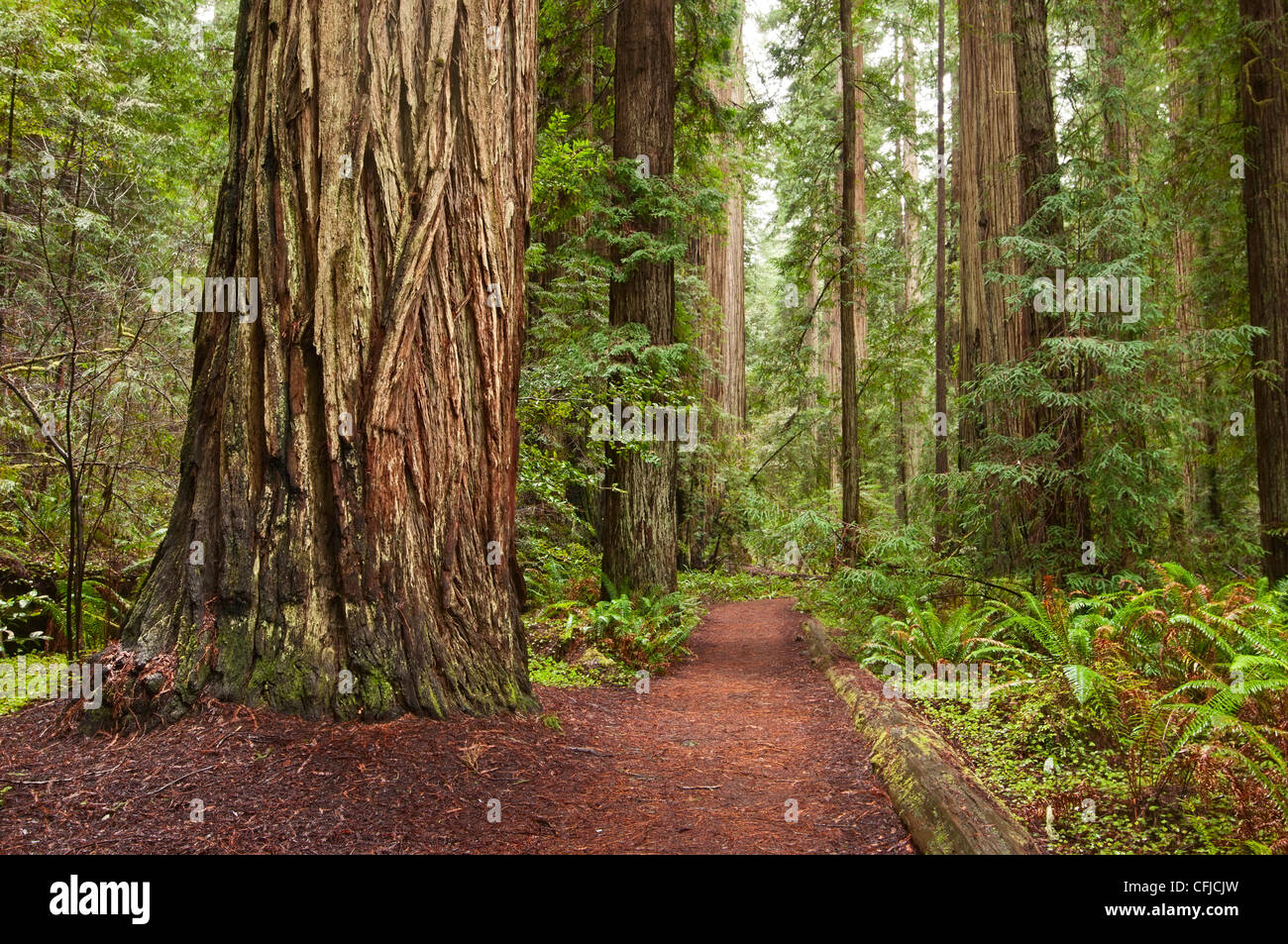 La splendida e imponente giant redwoods, Sequoia sempervirens situato nel Jedediah Smith Redwoods State Park in California. Foto Stock