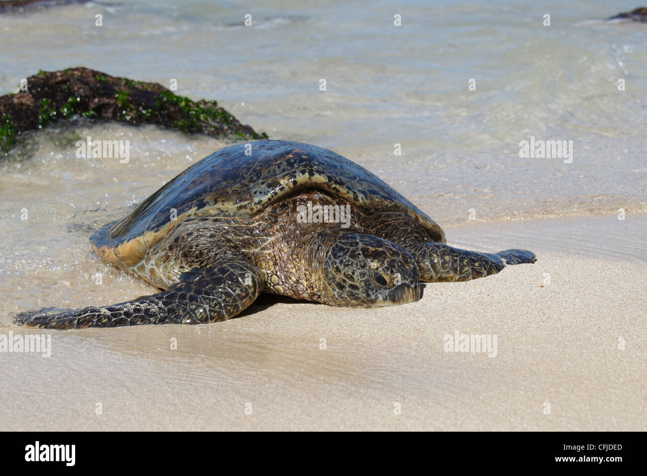 ), Strisciando a terra per il resto e crogiolatevi al sole Foto Stock