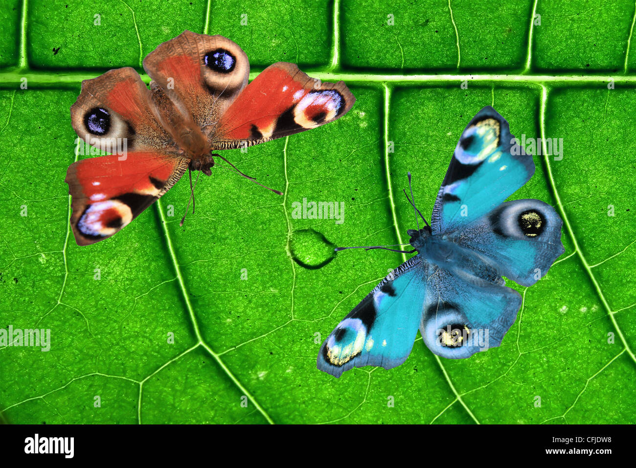 Due farfalle su uno sfondo di legno Foto Stock