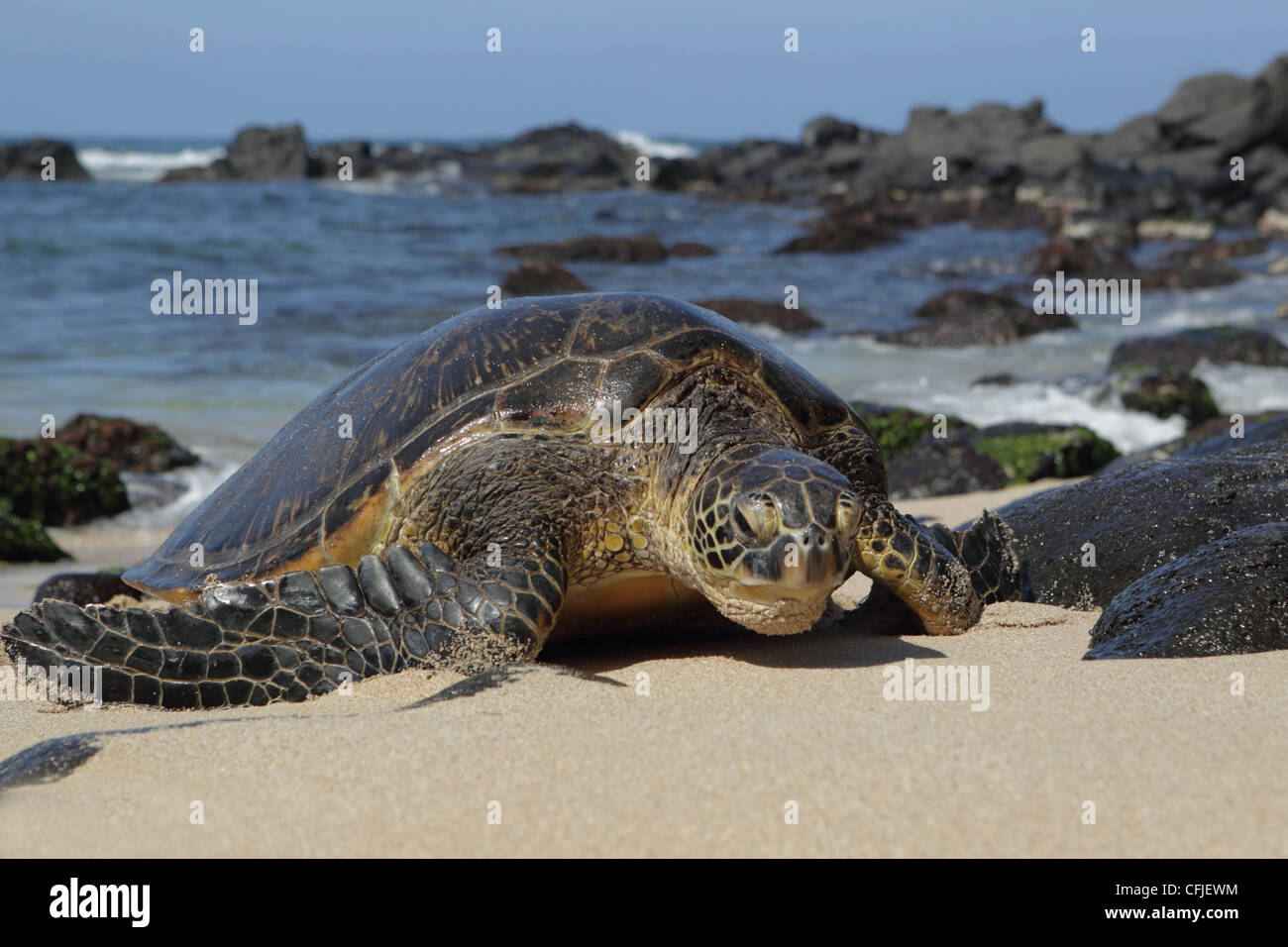 Hawaiian tartaruga verde (Chelonia Mydas), strisciando a terra per il resto e crogiolatevi al sole Foto Stock