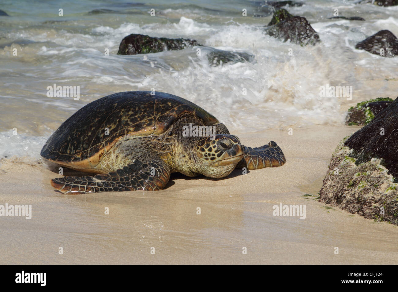 Hawaiian tartaruga verde (Chelonia Mydas), strisciando a terra per il resto e crogiolatevi al sole Foto Stock