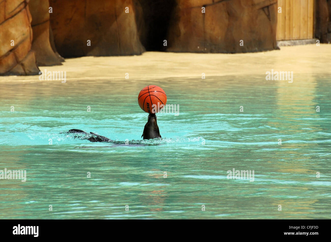 Guarnizione a Blackpool Zoo in acqua il bilanciamento sfera arancione sul naso Foto Stock