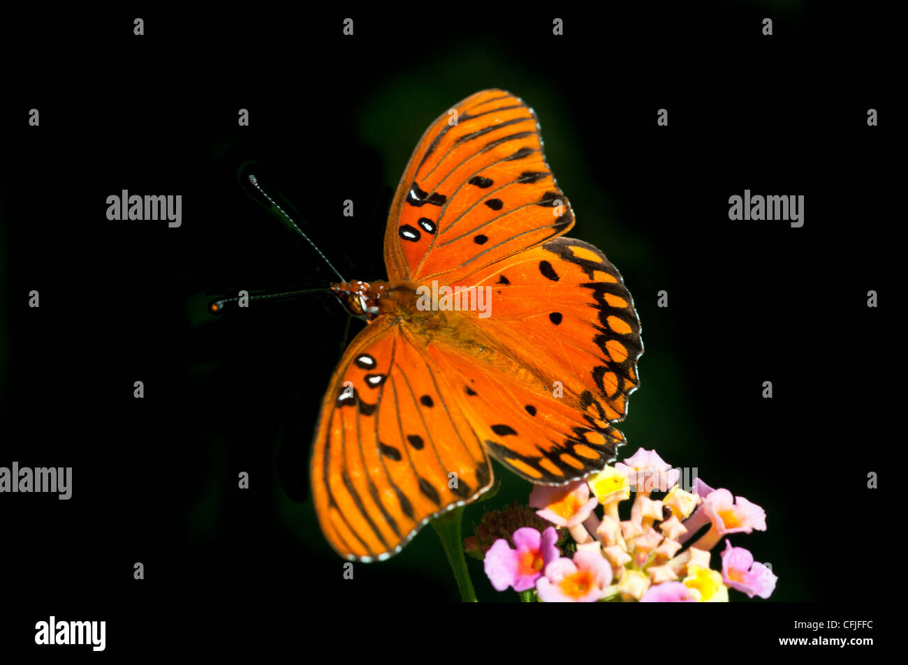 Gulf Fritillary Butterfly Foto Stock