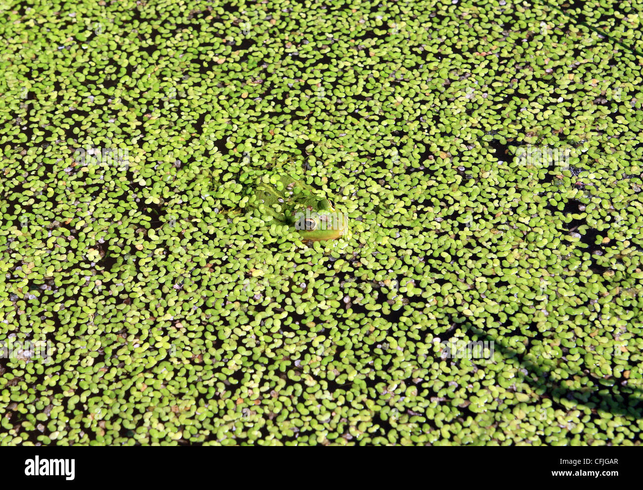 Rana nella palude tra lenticchie d'acqua Foto Stock