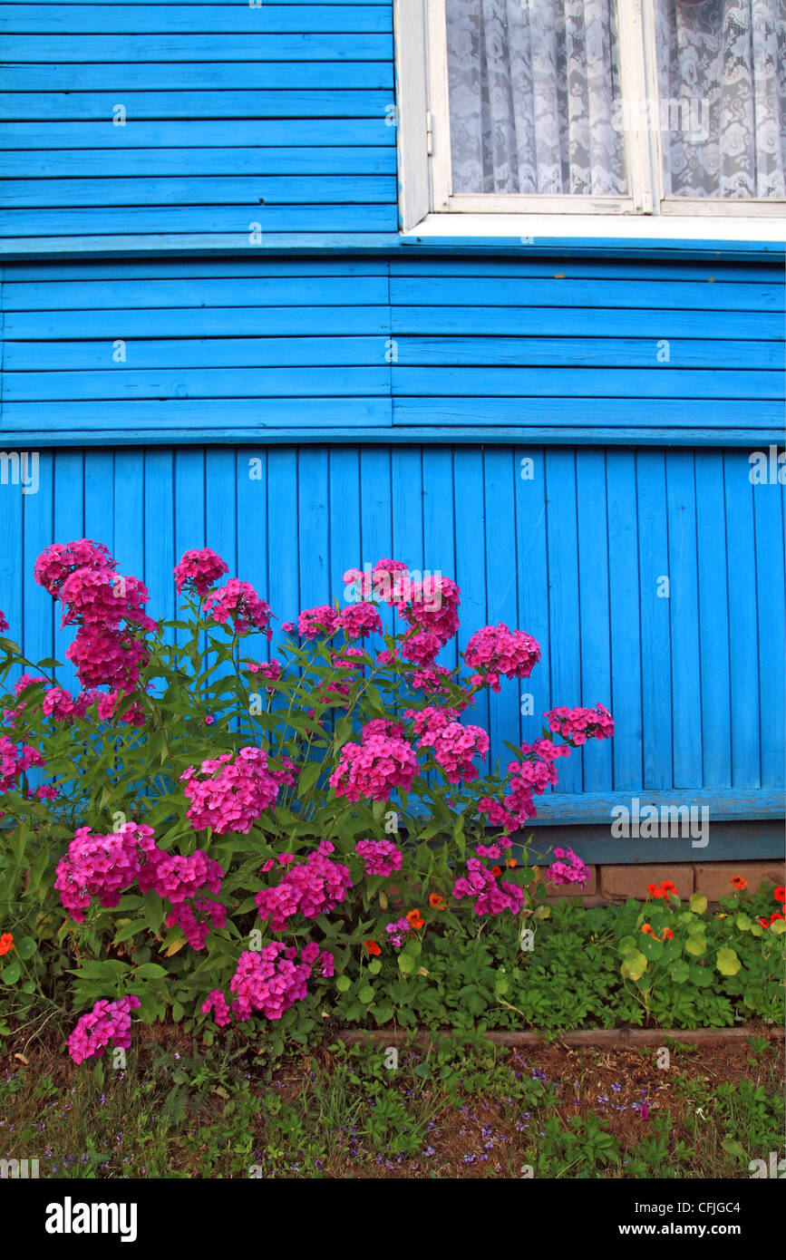 Flowerses vicino al muro della costruzione in legno Foto Stock