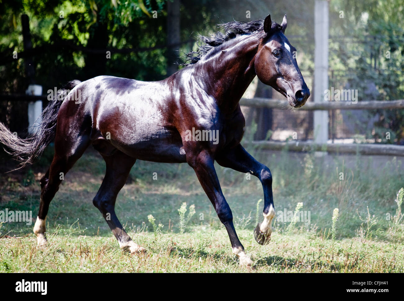 Cavallo nero al galoppo Foto Stock