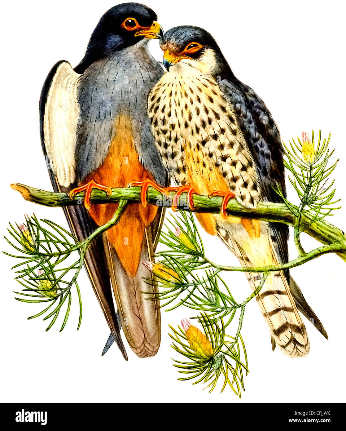 Illustrazione di un rosso orientale zampe falcon giovane Foto Stock