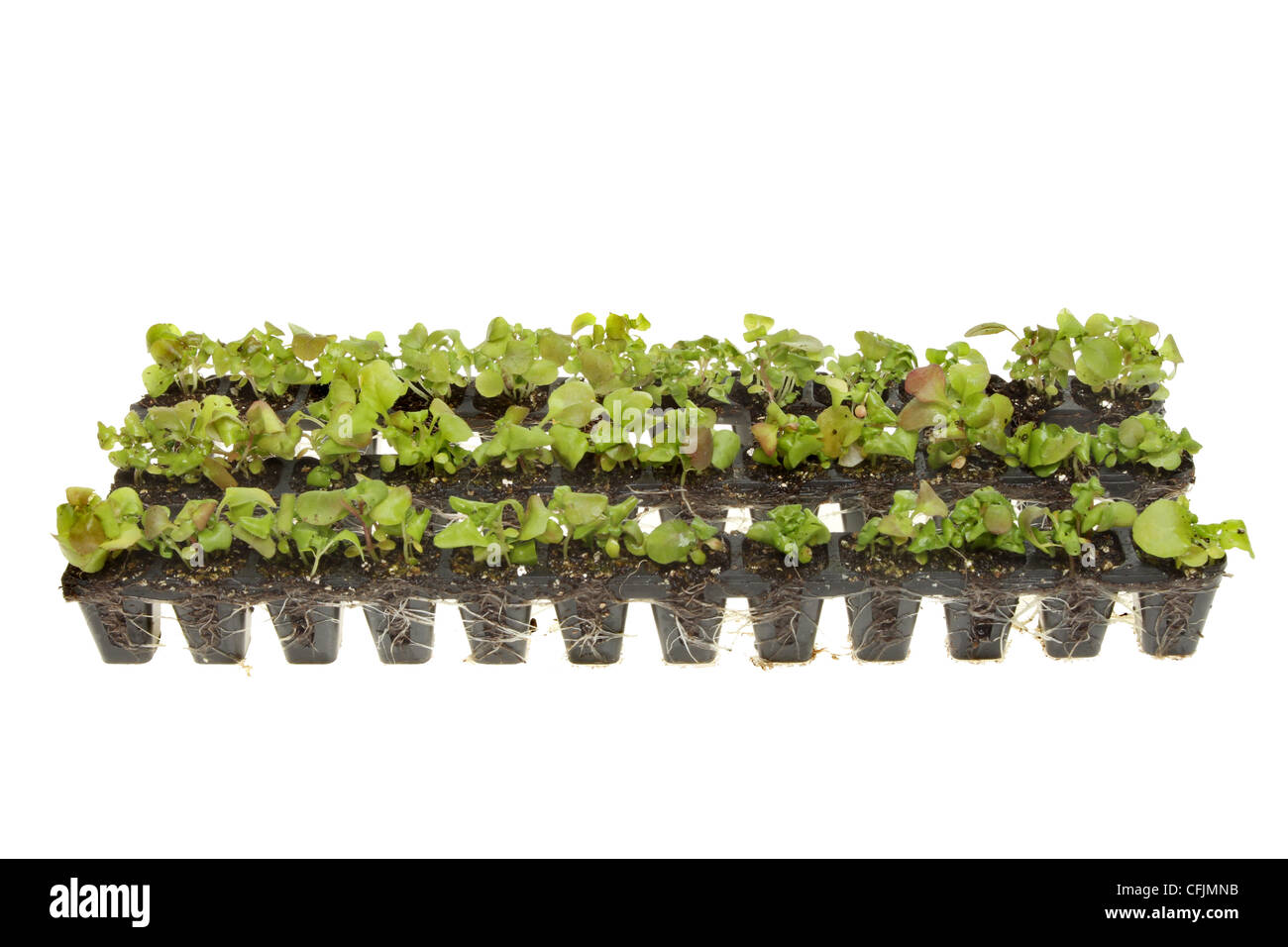 Strisce di piante radicate piantine isolata contro bianco Foto Stock