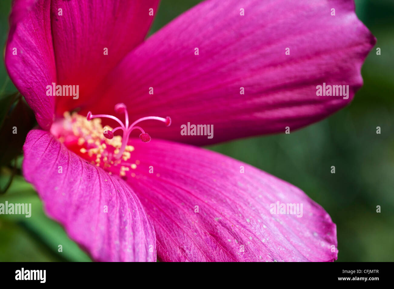 Rosa fiori viola di Hardy malva, Hibiscus var Lampone Rose, Malvaceae Foto Stock