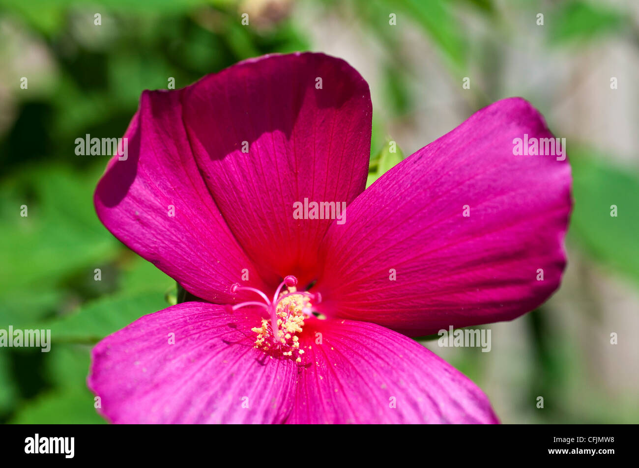 Rosa fiori viola di Hardy malva, Hibiscus var Lampone Rose, Malvaceae Foto Stock