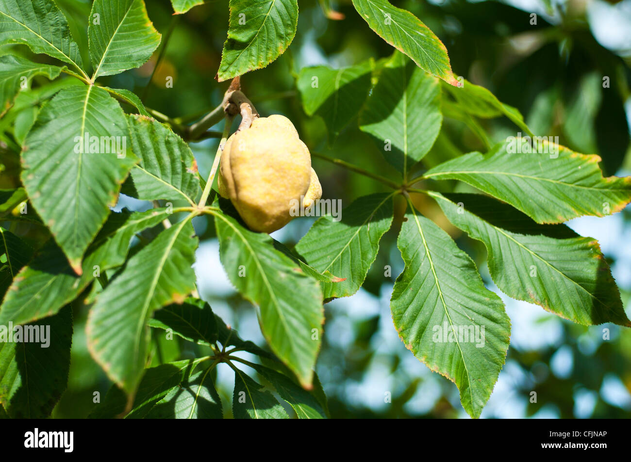Aesculus Xbushii, Aesculus x bushii, Aesculus mississippiensis, a forma di Palma foglie e frutta, Hippocastanaceae Foto Stock