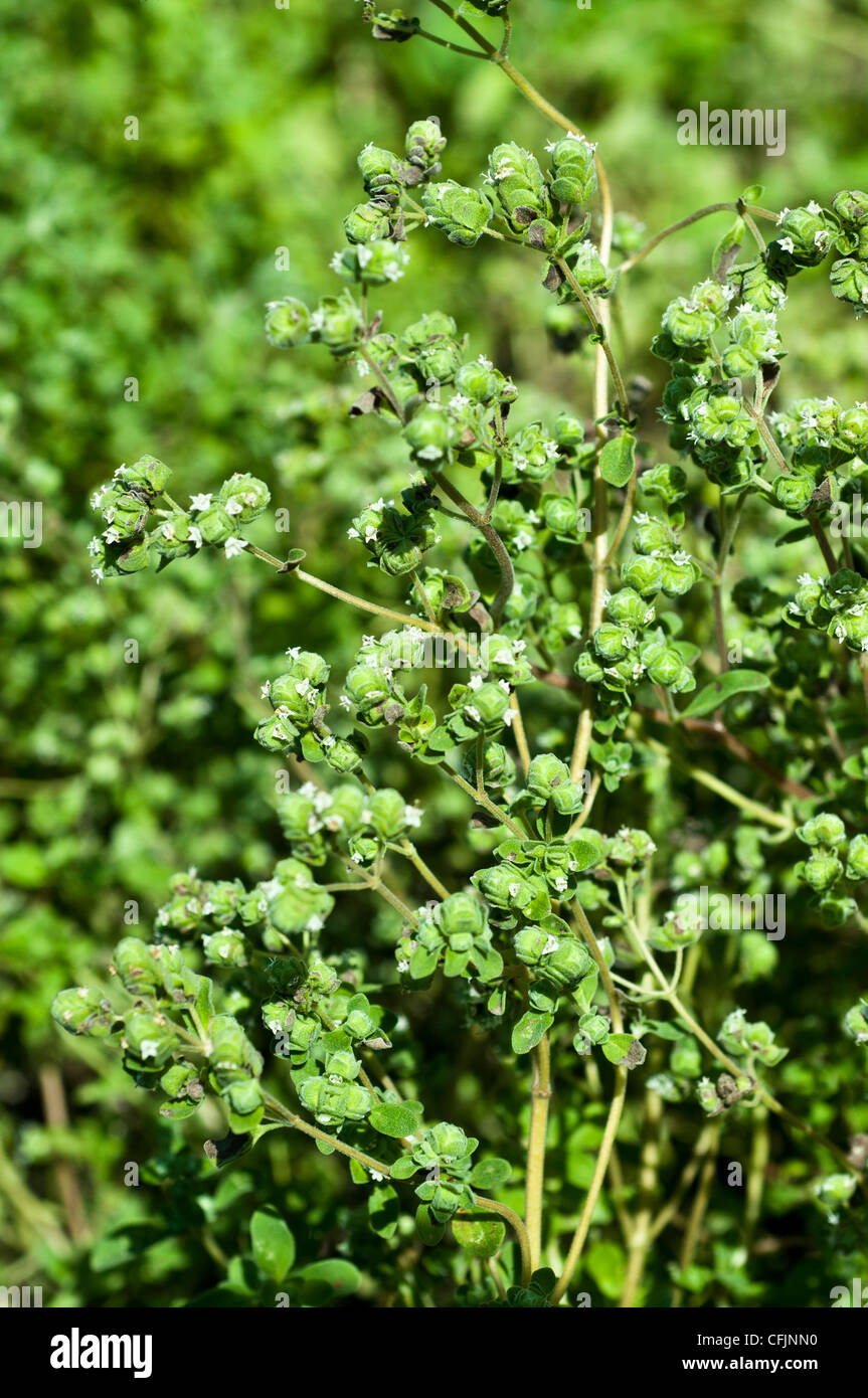 Pianta verde erba, maggiorana, Origanum majorana, Majorana hortensis Foto Stock