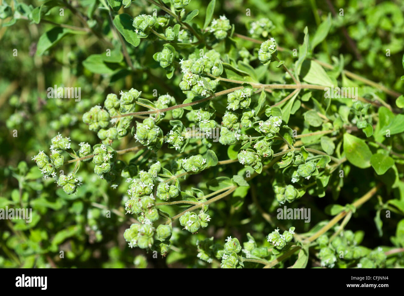 Pianta verde erba, maggiorana, Origanum majorana, Majorana hortensis Foto  stock - Alamy