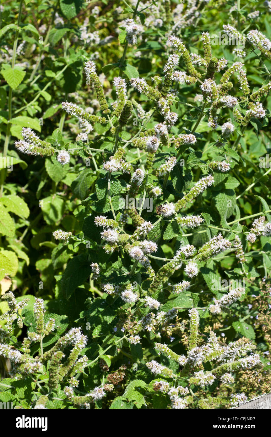 Ananas Salvia var Frieda Dixon, Salvia elegans, Lippenblütler Foto Stock