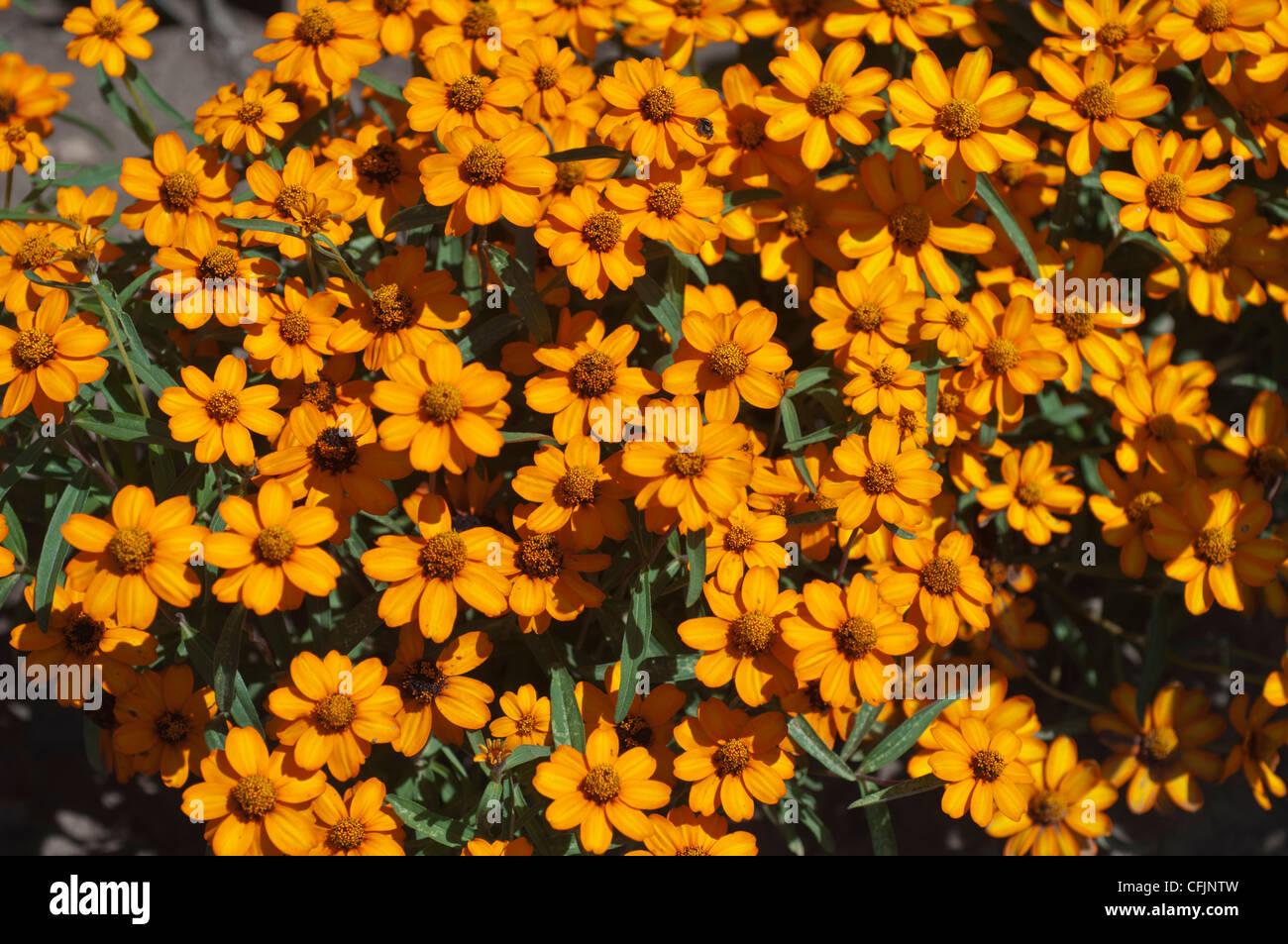Molti giallo arancio fiori di Zinnia, Zinnia angustifolia., composito, bloom. blossom Foto Stock