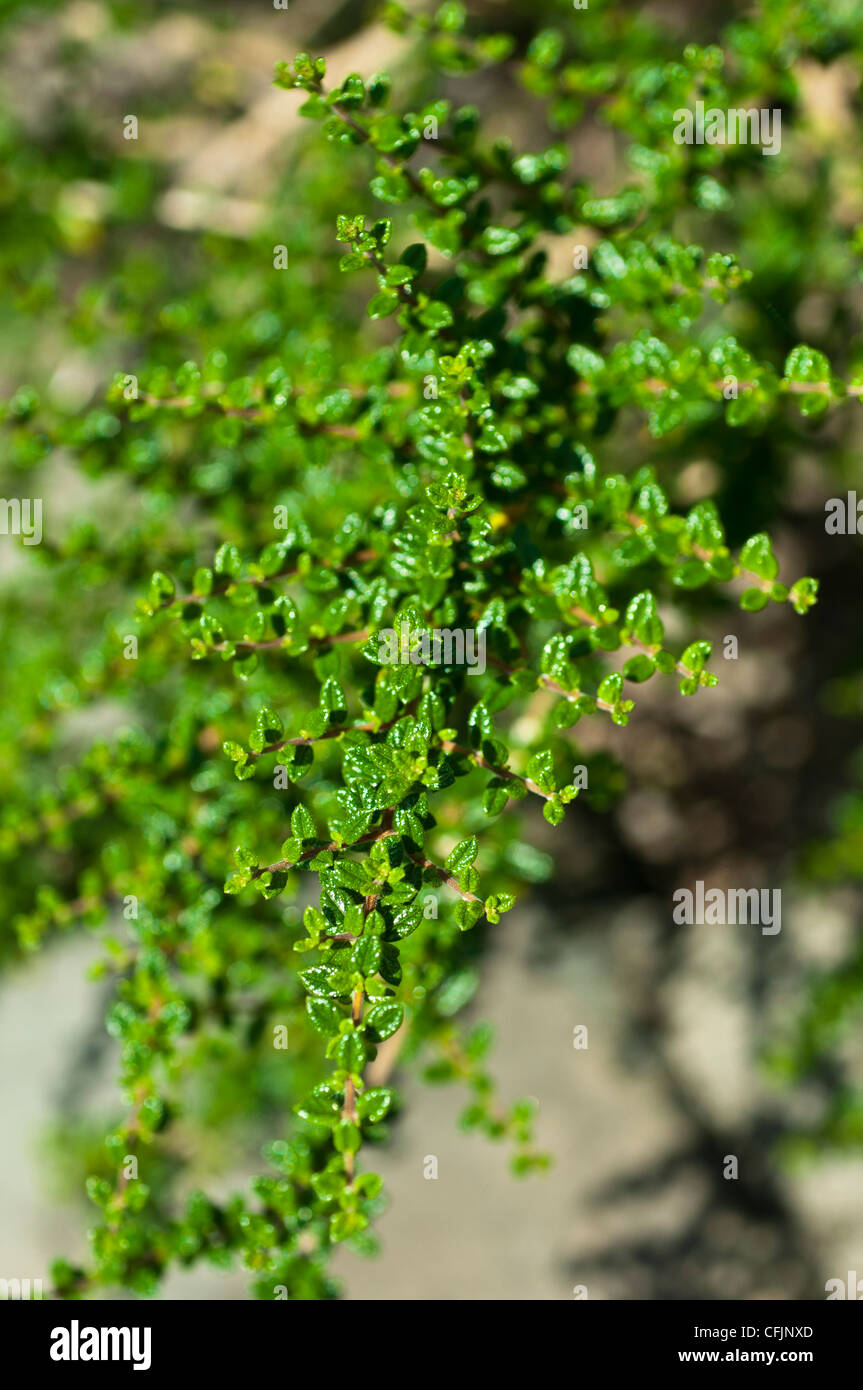 Pianta verde di Moujean tea, Nashia inaguensis, Verbenaceae Foto Stock