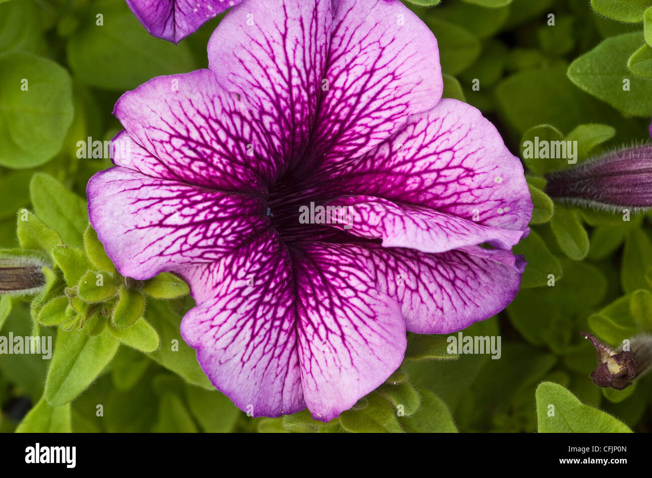 Rosa fiore violaceo close up papà di Petunia Orchid, bloom, fiori, petali, giardino, orticoltura Foto Stock