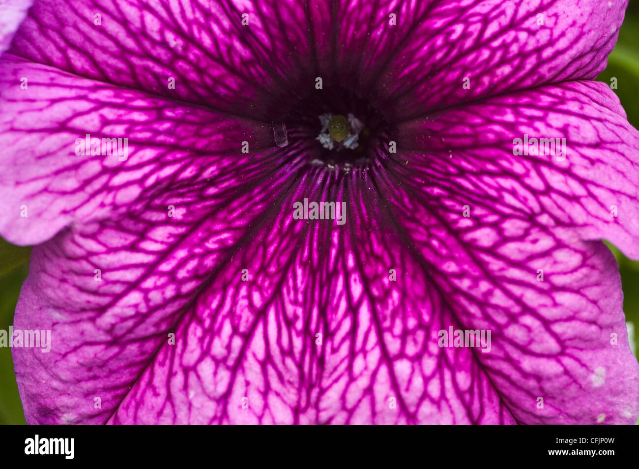 Rosa fiore violaceo close up papà di Petunia Orchid, bloom, fiori, petali, giardino, orticoltura Foto Stock