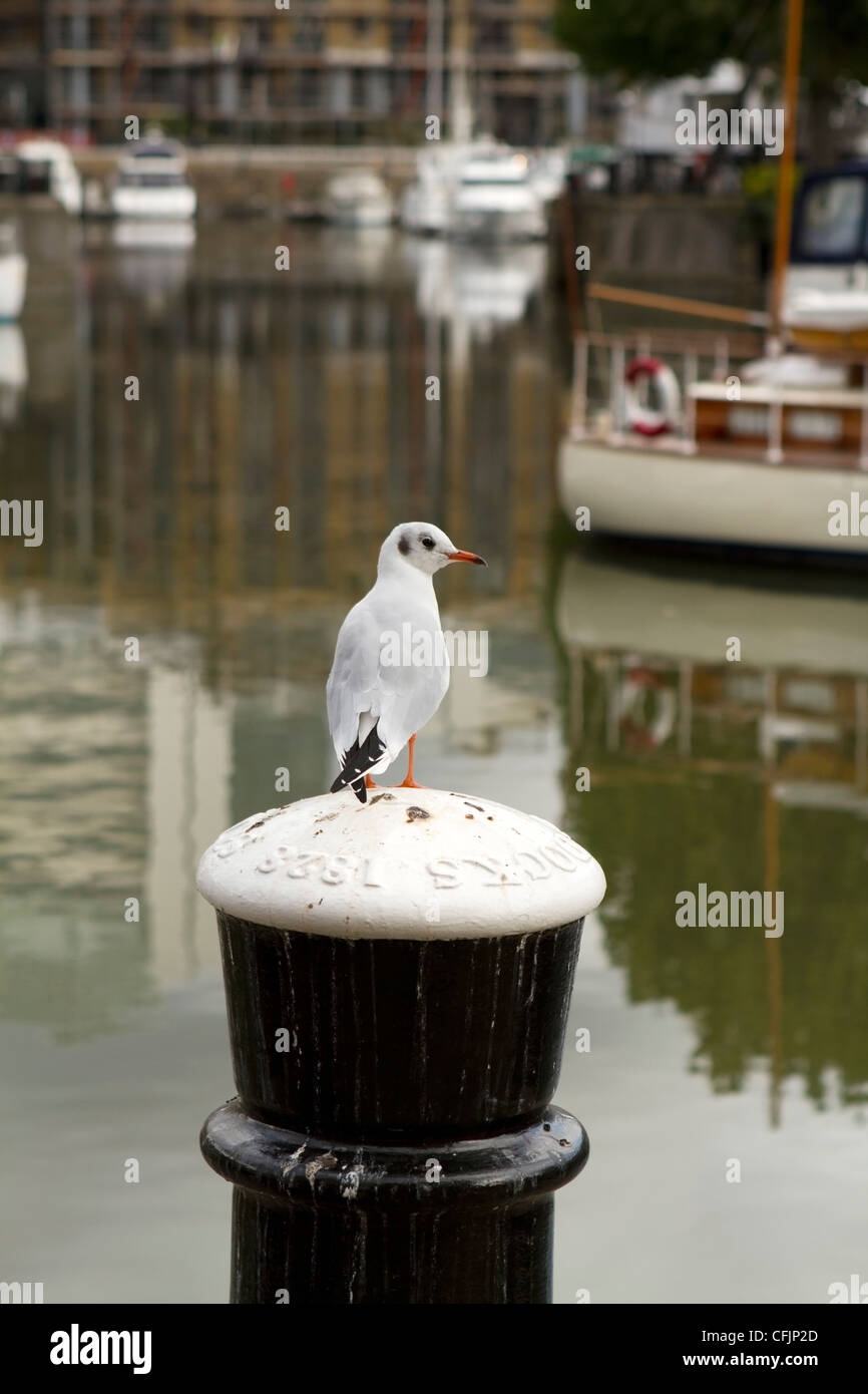 Seagull presso il St Katharine Dock nella parte est di Londra Foto Stock