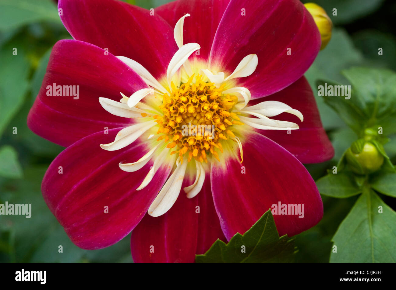 Il bianco, il rosso e il giallo Fiore Dahlia close up var Harlequin Mix Foto Stock