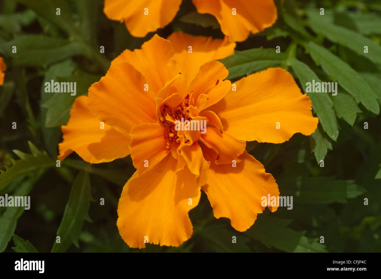 Arancio fiori di tagete var Safari mandarino, Tagetes patula, Asteraceae , Foto Stock